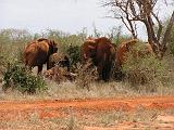 Parco Tsavo East 29